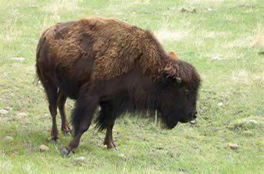 Buffalo in Custer State Park