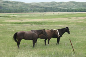 Horses by the Bad River above Fort Pierre create a nice picture